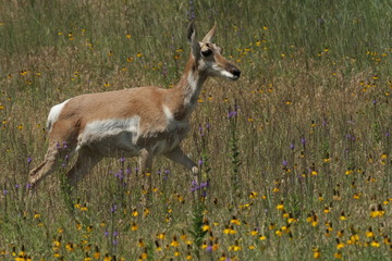 South Dakota sheep, buffalo, mountain goats and pronghorns.