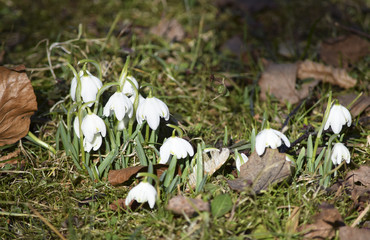 spring messengers - snowdrops 