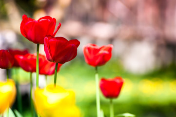Macro shot of red tulips in the garden on colorful background in the middle of a garden on...