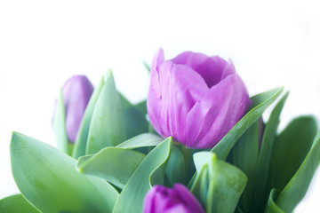 Beautiful tulips in a pot against the white background