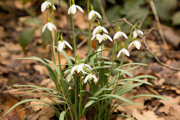 Schneeglöckchen im Wald