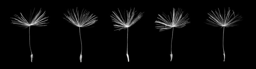 Seeds of dandelion on black background