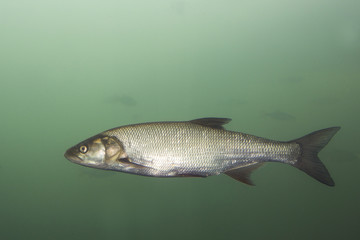 Underwater photography of a nice predatory fish Asp (Aspius aspius). Freshwater fish in the clean river and  green background.