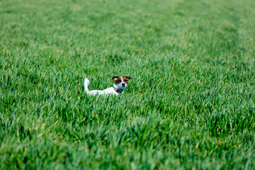 cute jack russel terrier standing on the grass in the beautiful field
