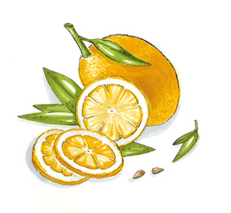 lemon Still Life