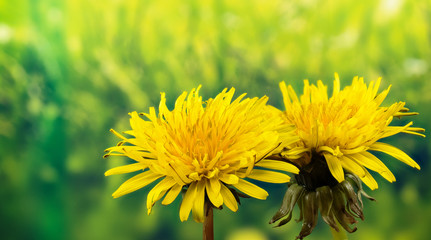 Field Sow Thistle - Field Flowers
