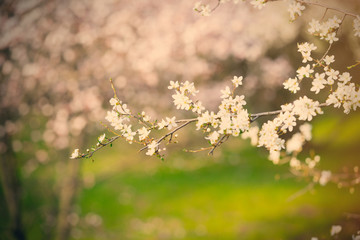 photo of beautiful blooming tree with wonderful small pink flowers in spring