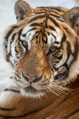 Fototapeta na wymiar Siberian Tiger 7