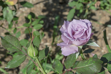 lovely purple roses with green leaves background, filtered tones