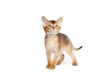 Playful Abyssinian Kitty Standing on Isolated White Background, Looking up