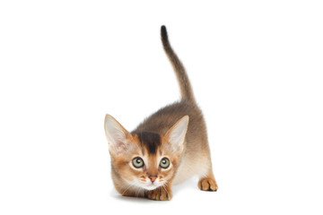 Playful Abyssinian Kitty play on Isolated White Background, Hunt