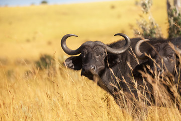 Close-up picture of two adult buffalos at savannah