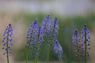 Colorful arrangement of fresh spring blue flowers