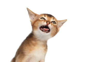 Stupid Abyssinian Kitty on Isolated White Background, making faces, showing tongue