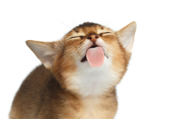 Naklejka premium Piękny ekran lizanie Kitty Abisyńskiej na białym tle, robiąc miny, pokazując język