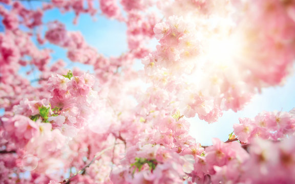 Die Sonne scheint durch frische Kirschblüten