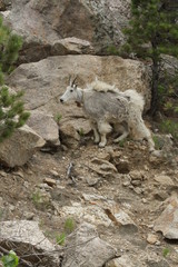 South Dakota sheep, buffalo, mountain goats and pronghorns.