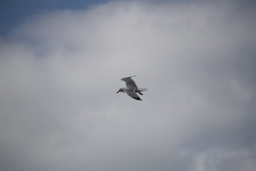 mouette
