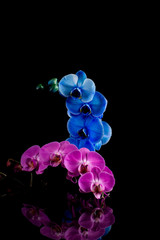 Fototapeta na wymiar orchid pink and blue flower