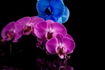 orchid  pink  and blue flower