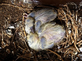 growth of pigeon's nestings
