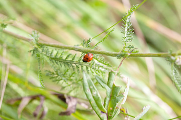 small ladybird