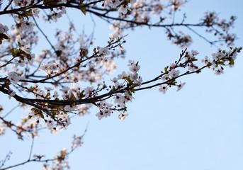 Spring backgound with peach flowers