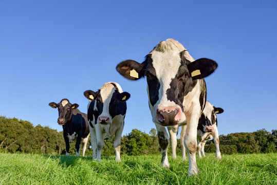 Vier Holstein-Friesian Kühe im Abendlicht auf einer Weide