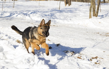 Dog runs in the winter park