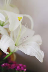 White lily flowers