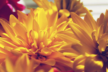 Obraz premium Rudbeckia lowers in sunlight