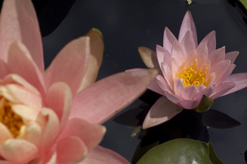 Lotus Flower