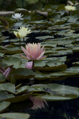 Lotus Flower