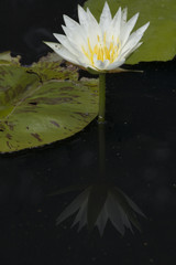 Lotus Flower