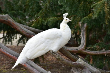 Naklejka premium white peacock