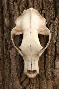 Dead spooky bear Ursus arctos  skull hanging on a tree with light bark. Front view of an animal scull.