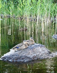 Obraz premium ducks at saimaa lake, Finland