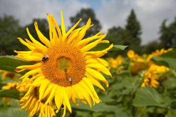 Schöne Sonnenblumen in einem Feld im Sommer