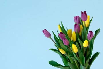 Fototapeta premium yellow and violett tulips on the right side ofl ight blue background