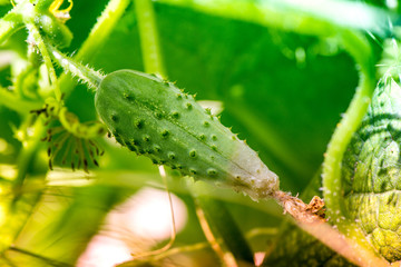 Macro shot of a ripe cucumber with a dry cucumber blossom in a greenhouse

