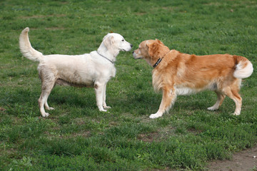 Dogs interact with each other in the park.