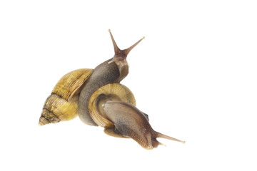 Schnecken mit Schneckenhaus als Freisteller bei der Paarung