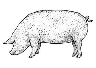 Pig illustration, drawing, engraving, ink, line art, vector