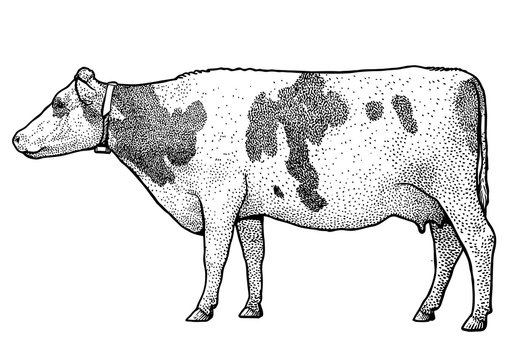 Cow illustration, drawing, engraving, ink, line art, vector