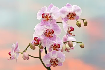 Fotobehang Pink phalaenopsis orchids on sunset background © oksana