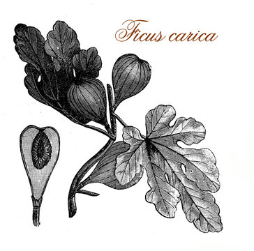 Vintage print of common fig, fruit and ornamental plant with tri-veined leaves and sweet edible fruits