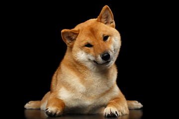 Shiba inu Dog, Lying and Looks questioning, Isolated Black Background, Front view