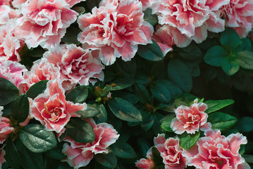 Pink azalea flowers. Rhododendron indicum.