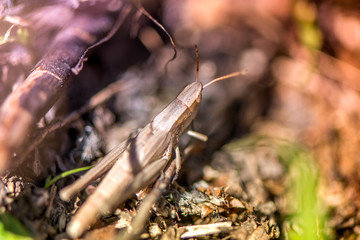 Macro shot of grasshopper, caught while picking mushrooms and cranberries in forest in early autumn. Bugs and insects are hiding in warm green, thick, wet moss layer and grass. Last sunny summer days.