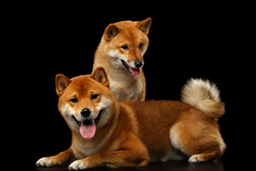 Two Shiba inu Dogs, Sitting and Looks questioning, Isolated Black Background, Front view